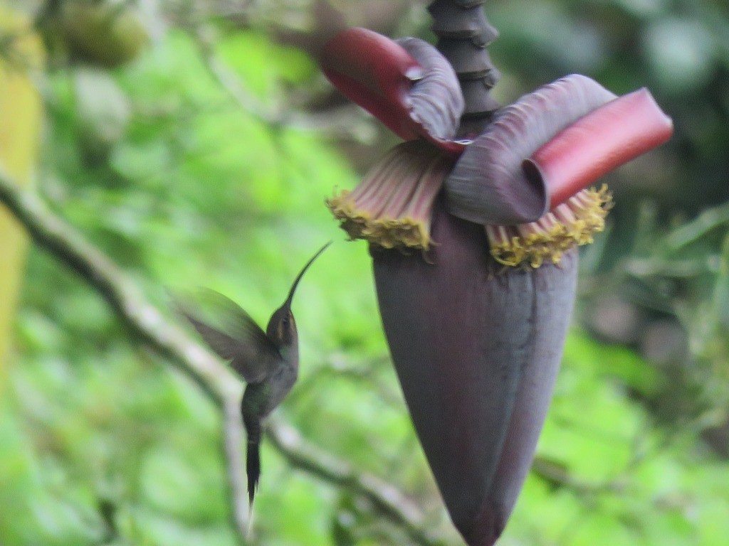 Green Hermit - ML646647640