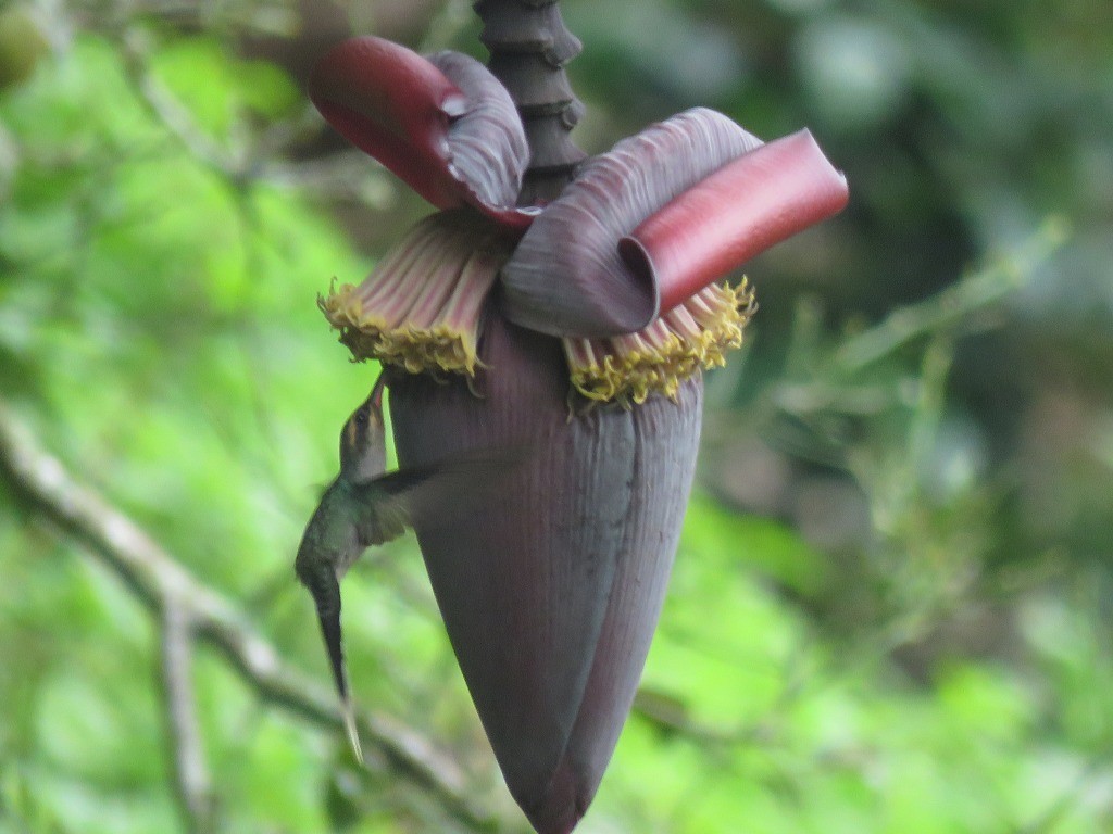 Green Hermit - ML646647641