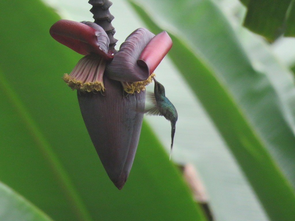 Green Hermit - ML646647642