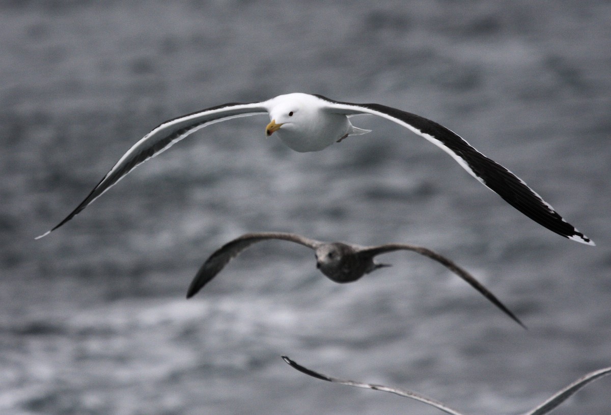 Great Black-backed Gull - ML646647644