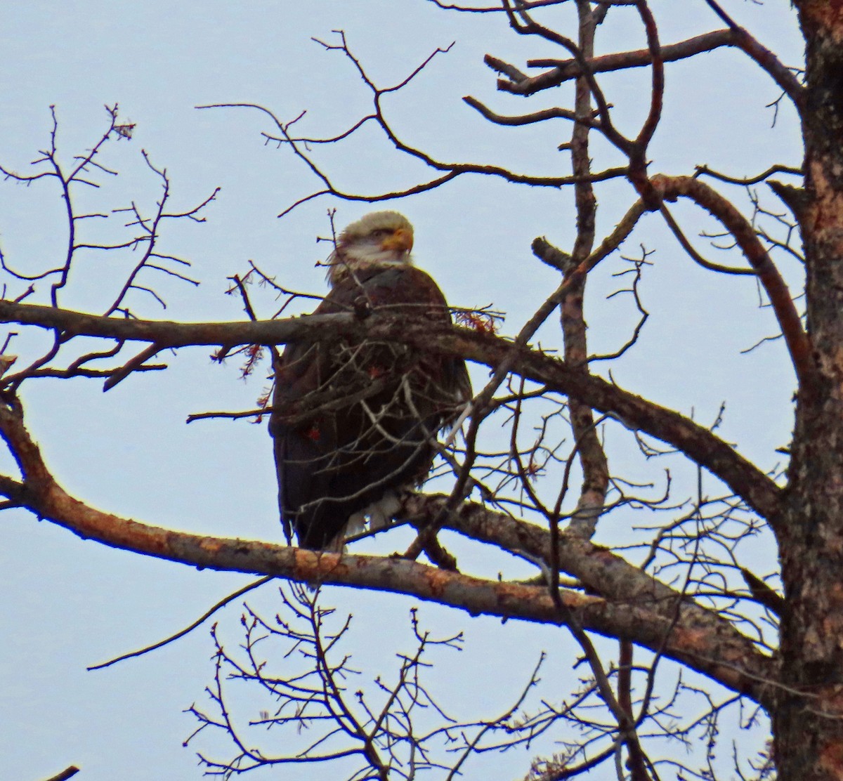 orel bělohlavý - ML646647645