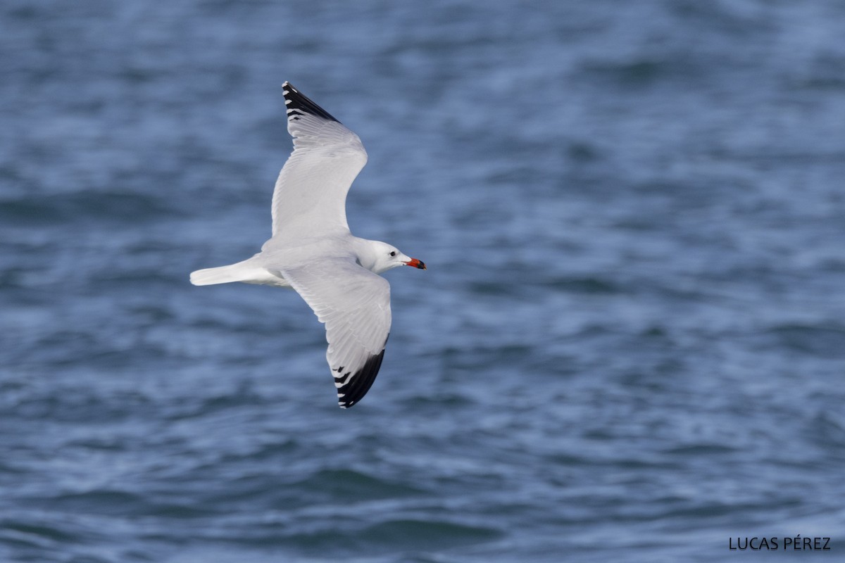 Audouin's Gull - ML646647647