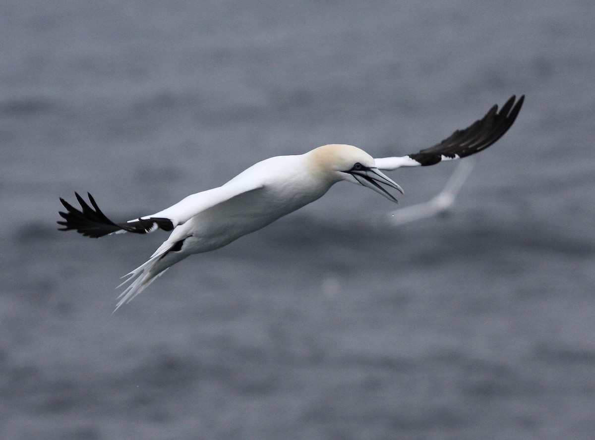 Alcatraz Atlántico - ML646647652
