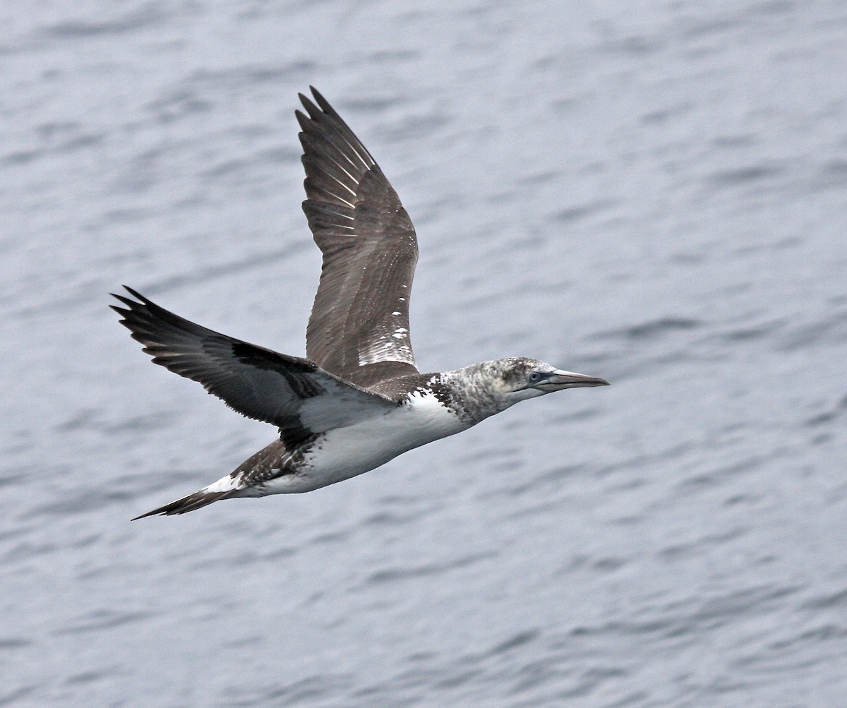 Alcatraz Atlántico - ML646647653