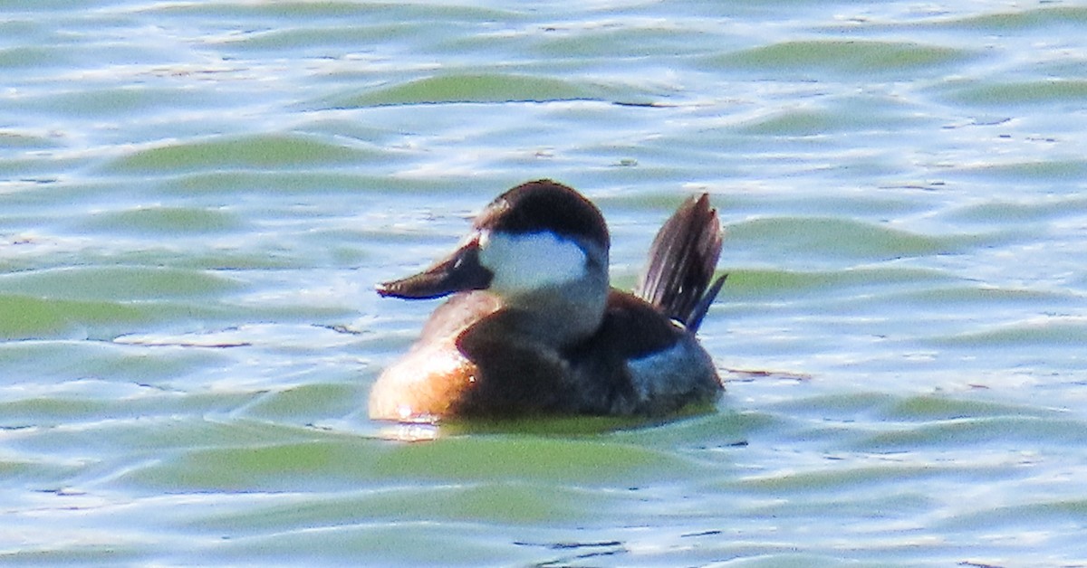 Amerika Dikkuyruğu - ML646647664