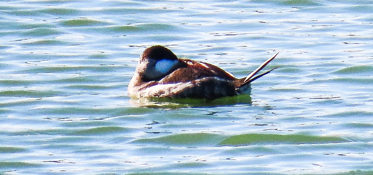 Amerika Dikkuyruğu - ML646647665