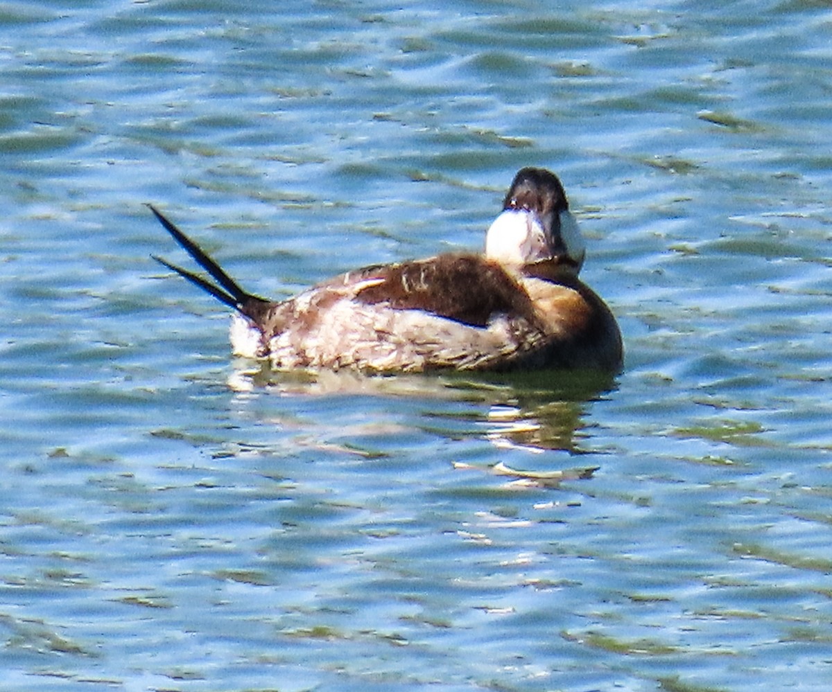 Amerika Dikkuyruğu - ML646647666