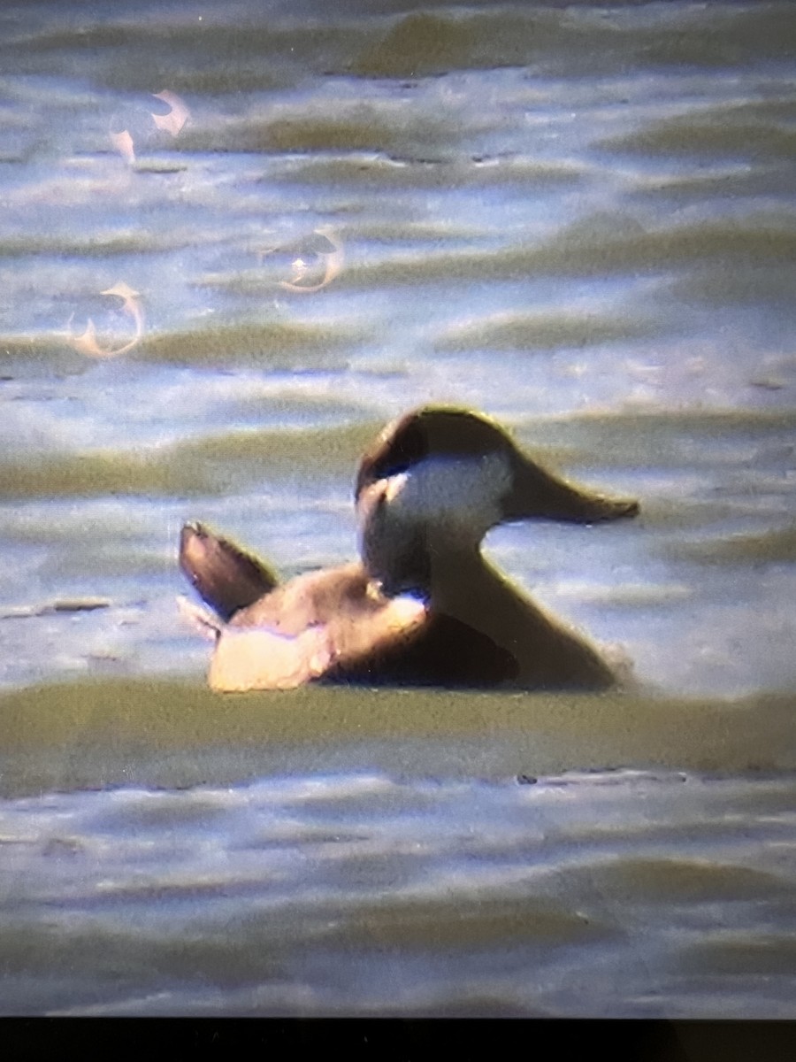 Amerika Dikkuyruğu - ML646647667