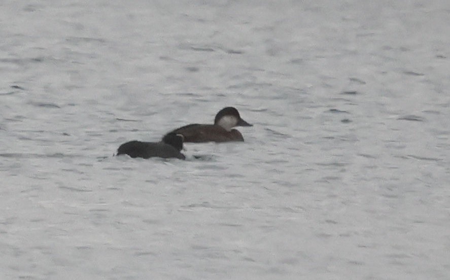 turpan černý - ML646647670