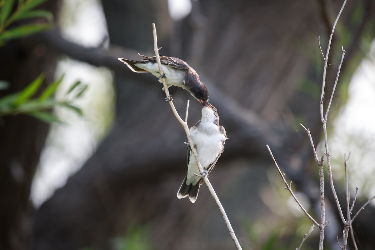 Eastern Kingbird - ML646647671