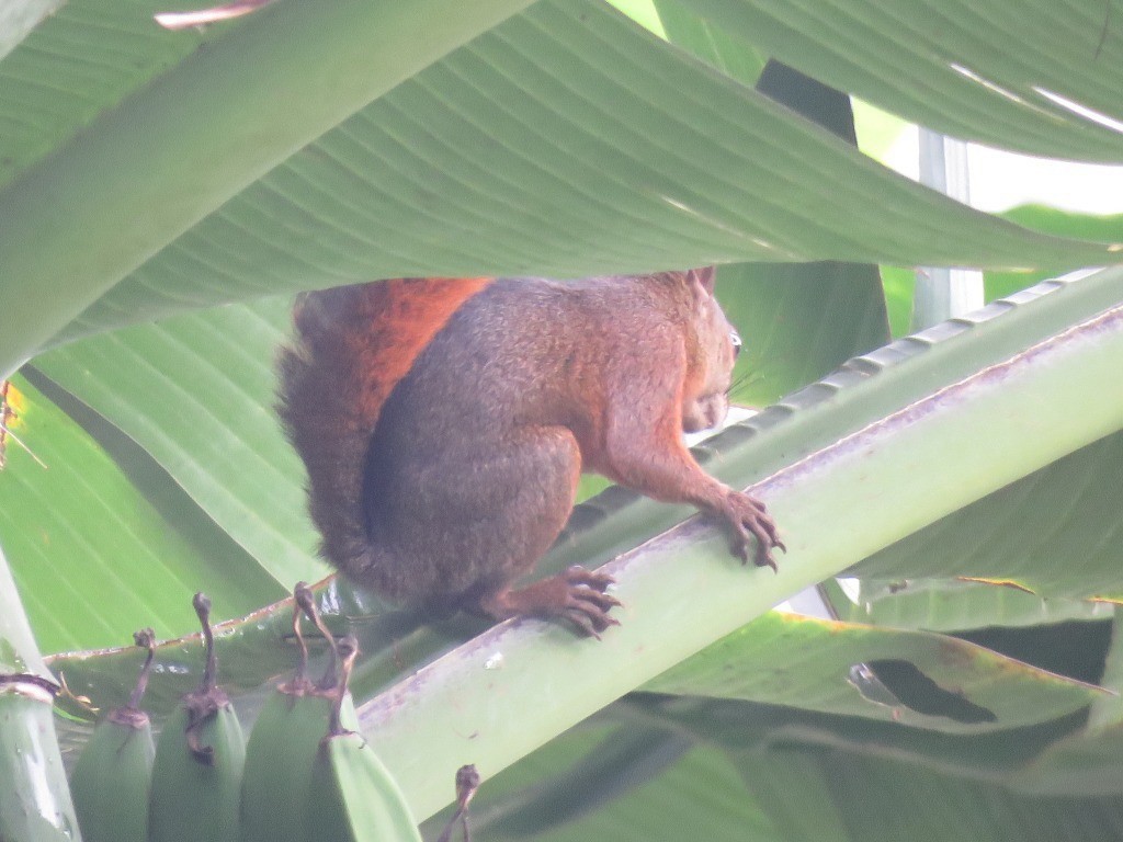 動物界 - ML646647672