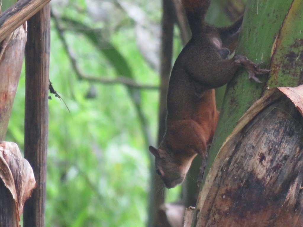 動物界 - ML646647673