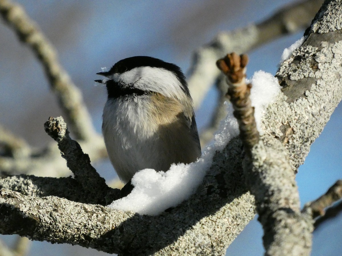 Black-capped Chickadee - ML646647674