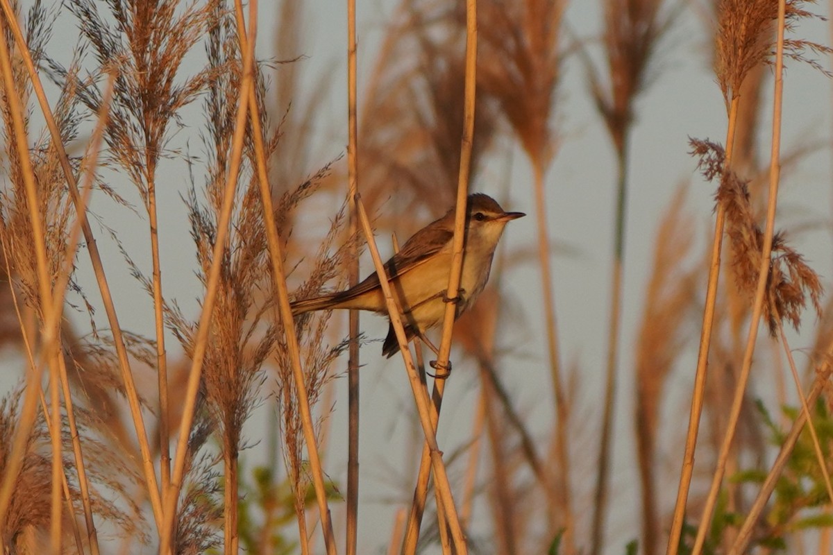 ニシオオヨシキリ - ML646647678