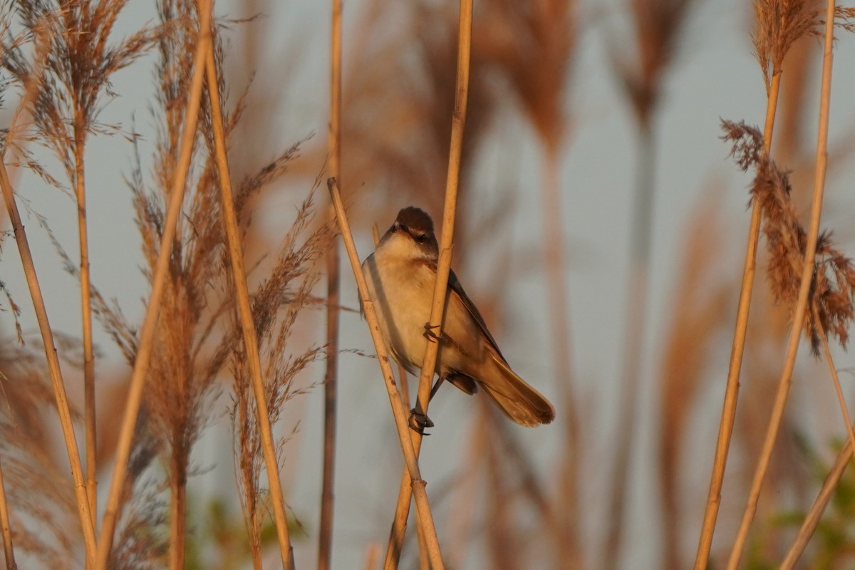 ニシオオヨシキリ - ML646647679