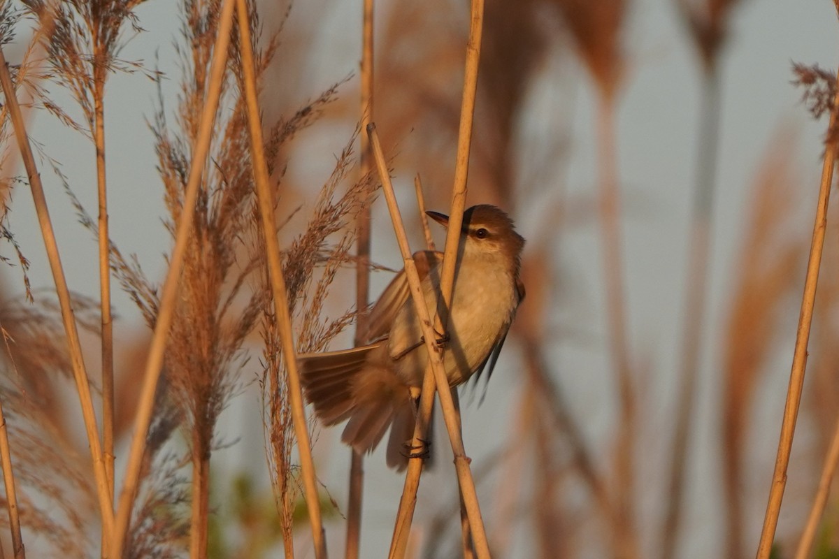ニシオオヨシキリ - ML646647680
