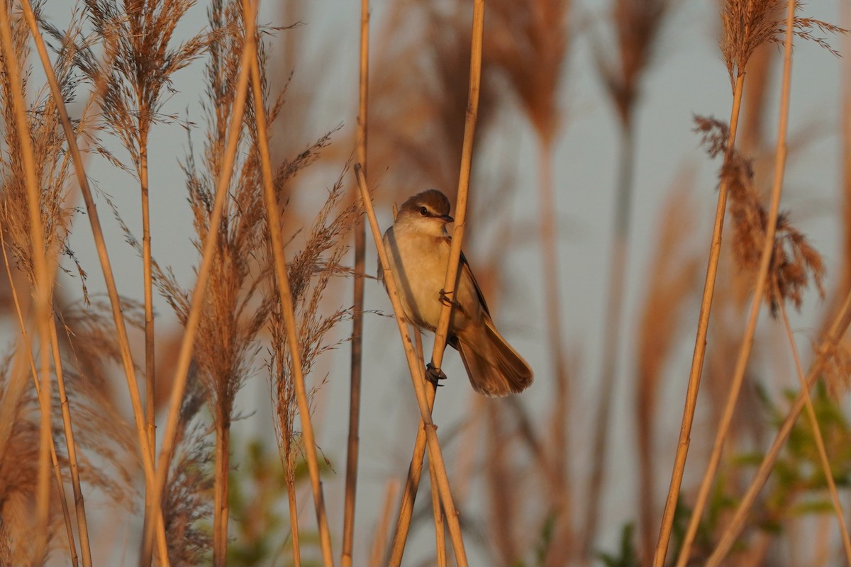 ニシオオヨシキリ - ML646647681