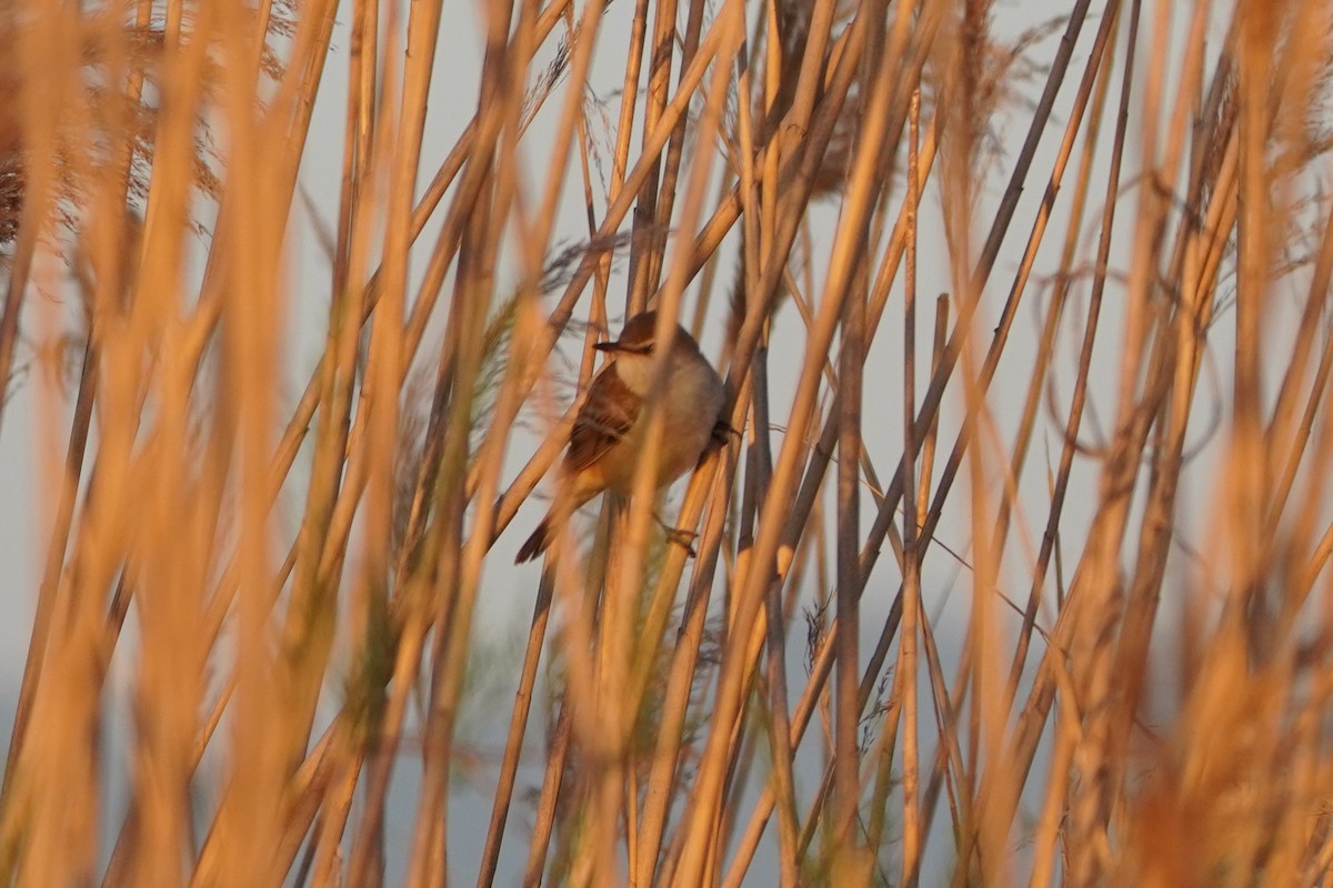 ニシオオヨシキリ - ML646647682