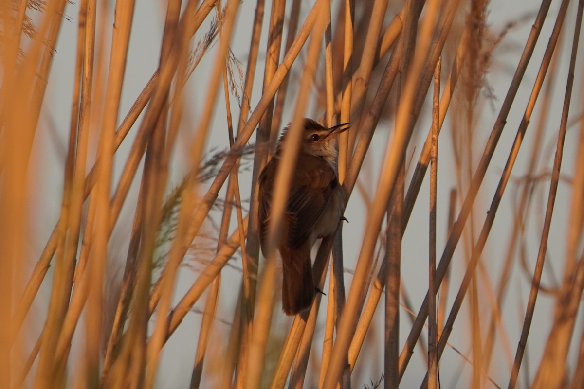 ニシオオヨシキリ - ML646647683