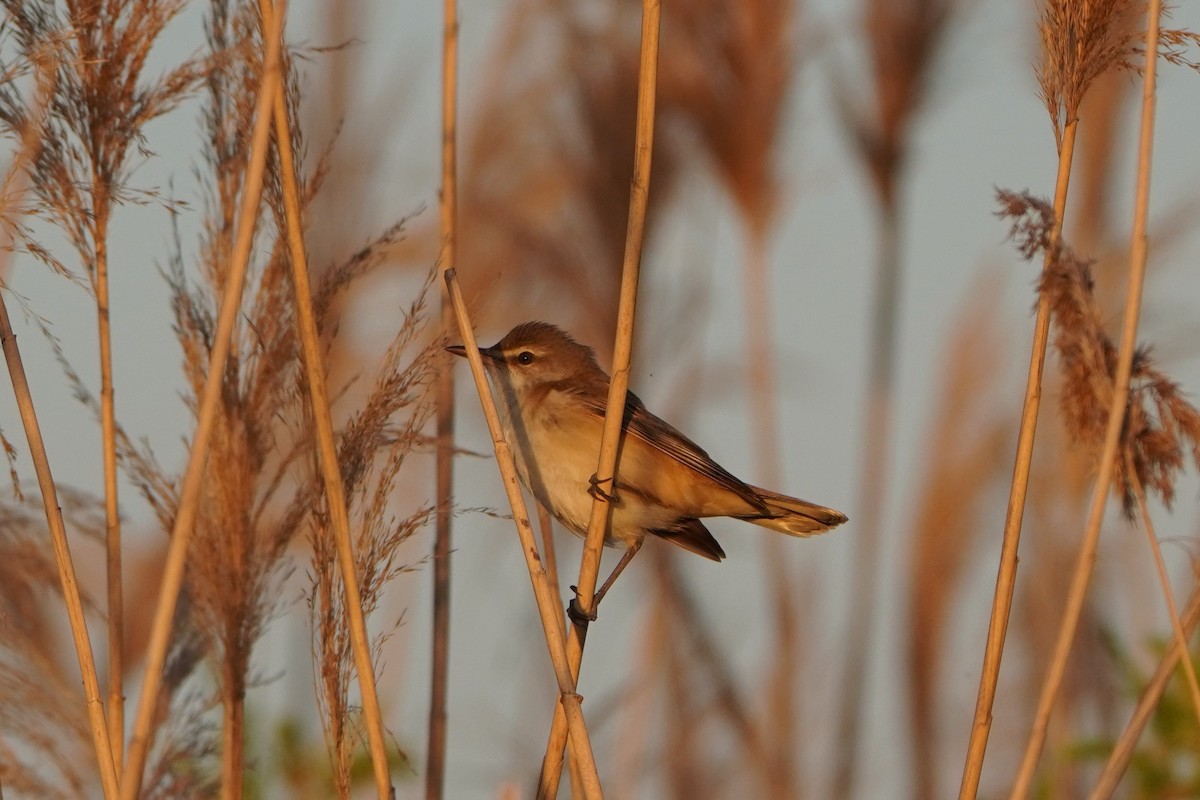 ニシオオヨシキリ - ML646647684
