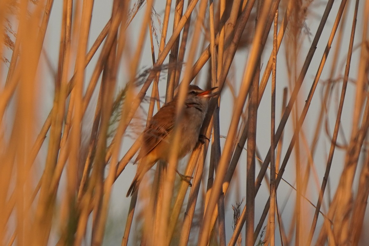 ニシオオヨシキリ - ML646647685