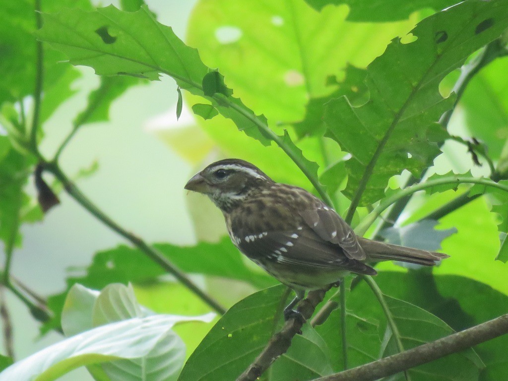 Rose-breasted Grosbeak - ML646647686