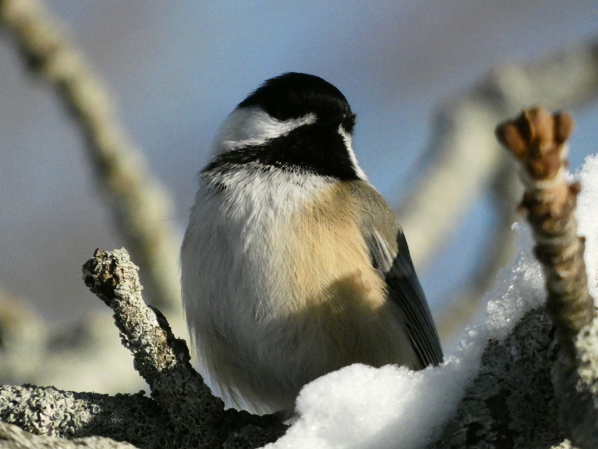 Black-capped Chickadee - ML646647687