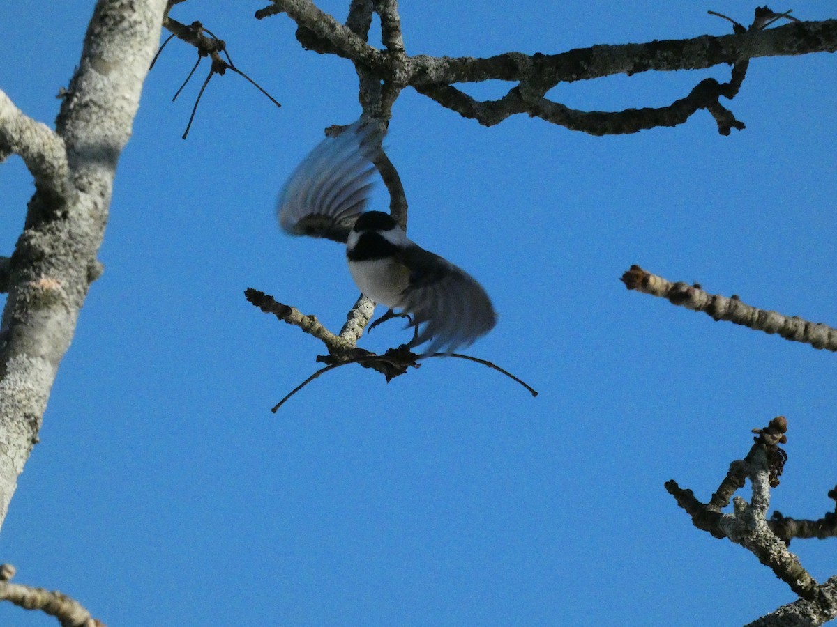 Black-capped Chickadee - ML646647688