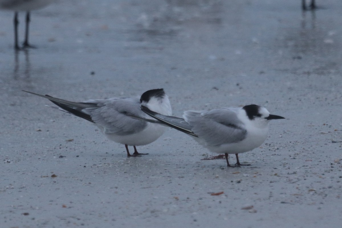 Flussseeschwalbe - ML646647689