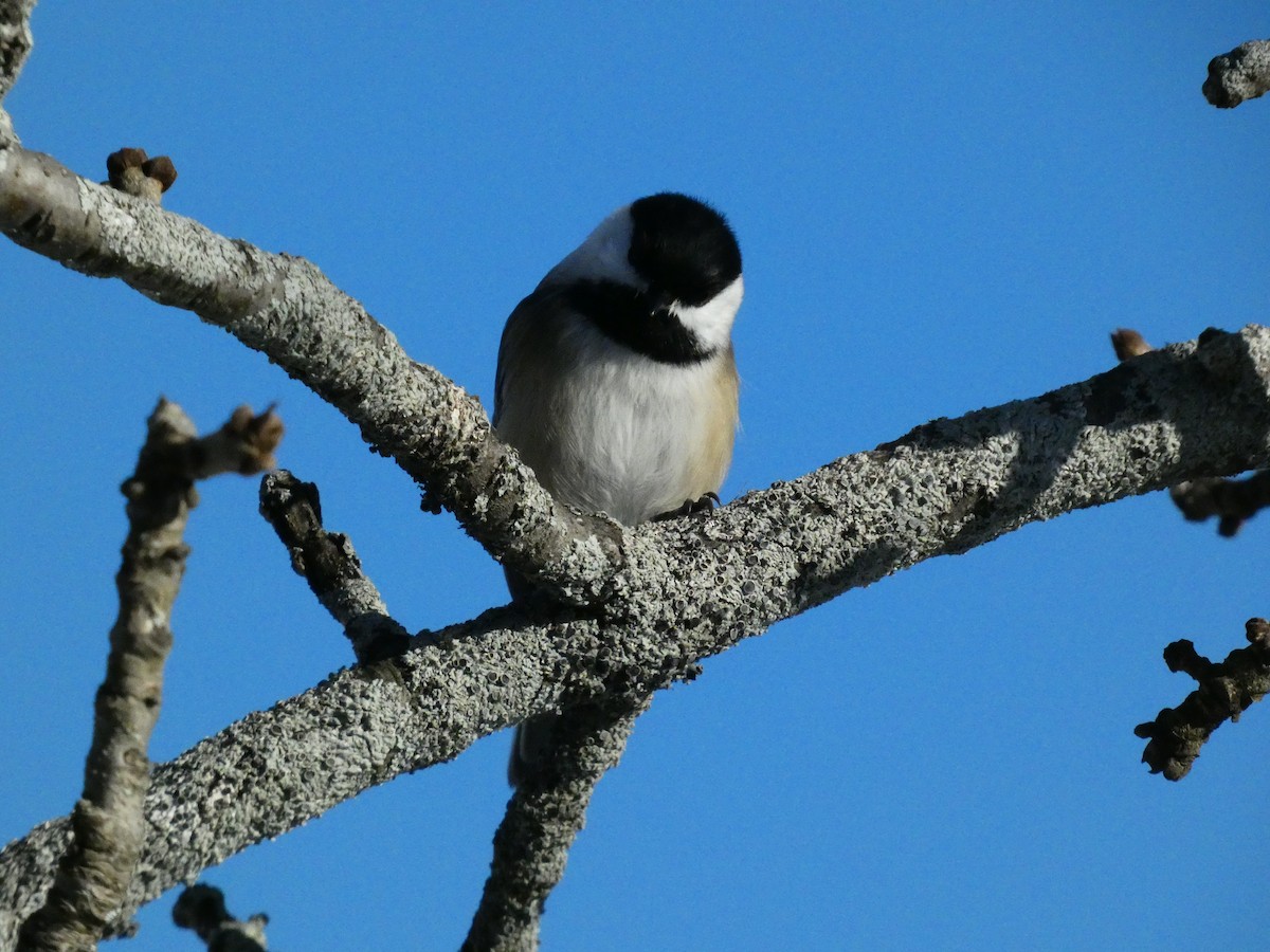 Black-capped Chickadee - ML646647692