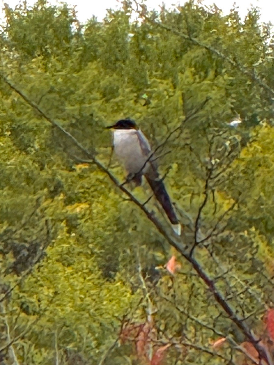 asurskjære - ML646647694