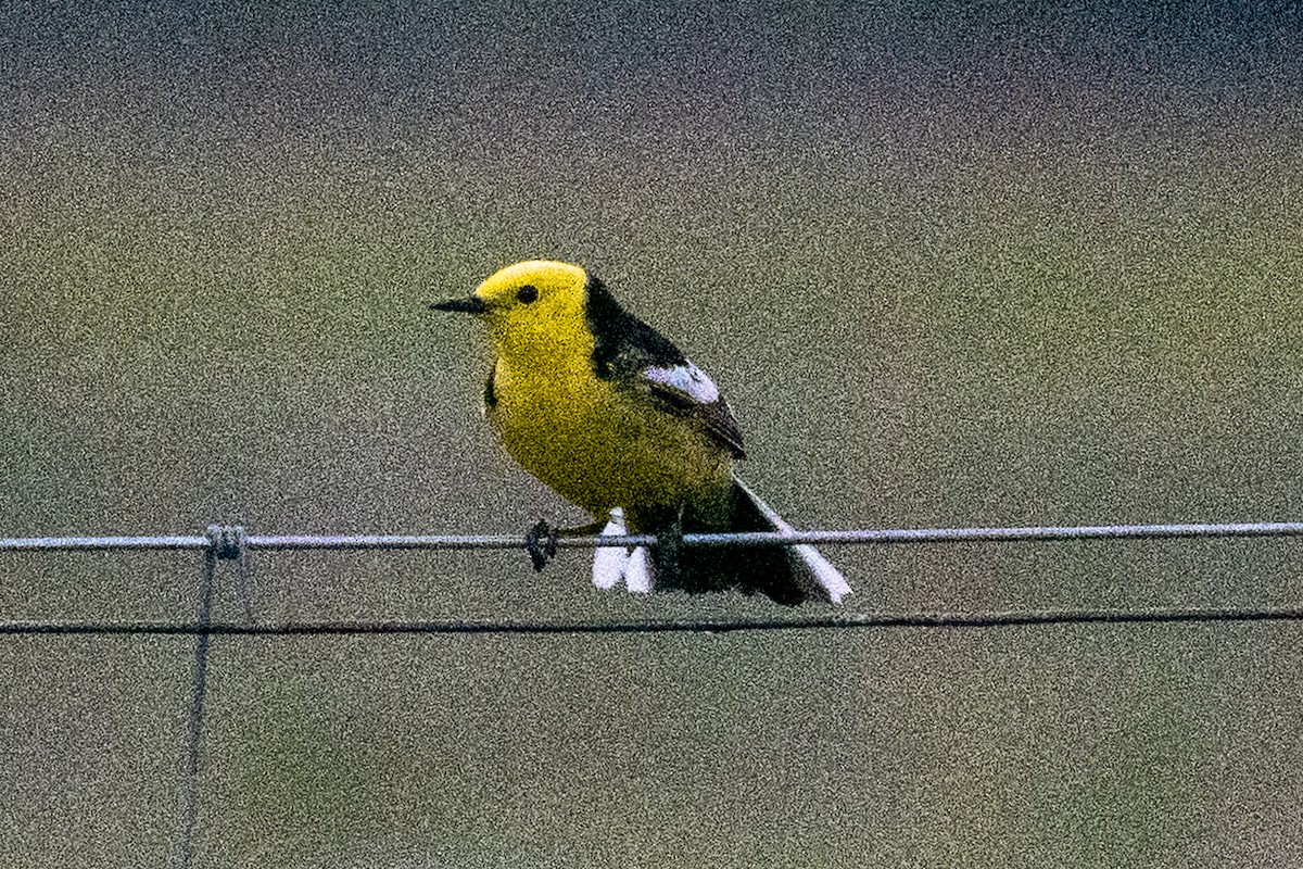 נחליאלי לימוני - ML646647708