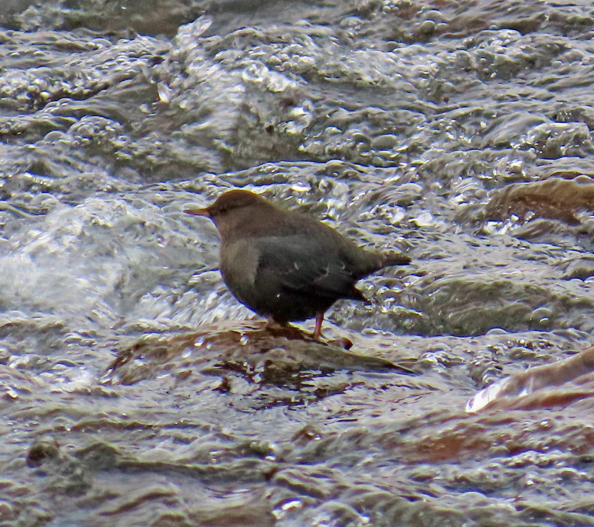 skorec šedý - ML646647709