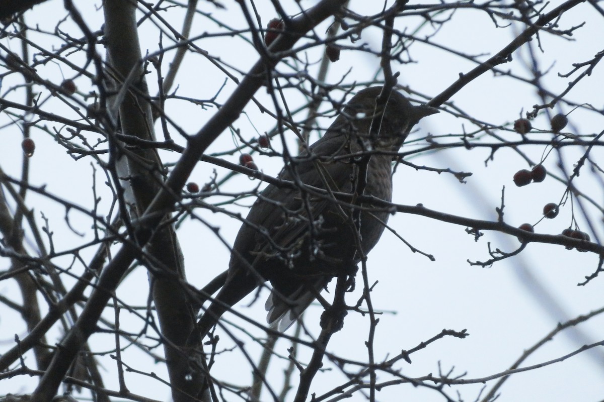 ニシクロウタドリ - ML646647710