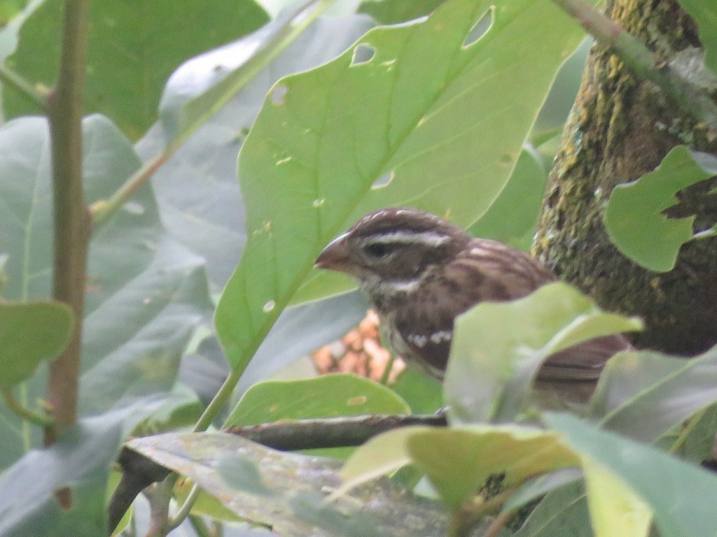 Rose-breasted Grosbeak - ML646647715
