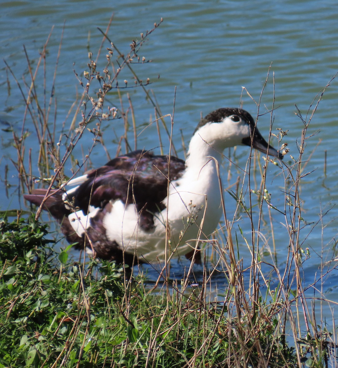 tanımsız ördek (Anatinae sp.) - ML646647719
