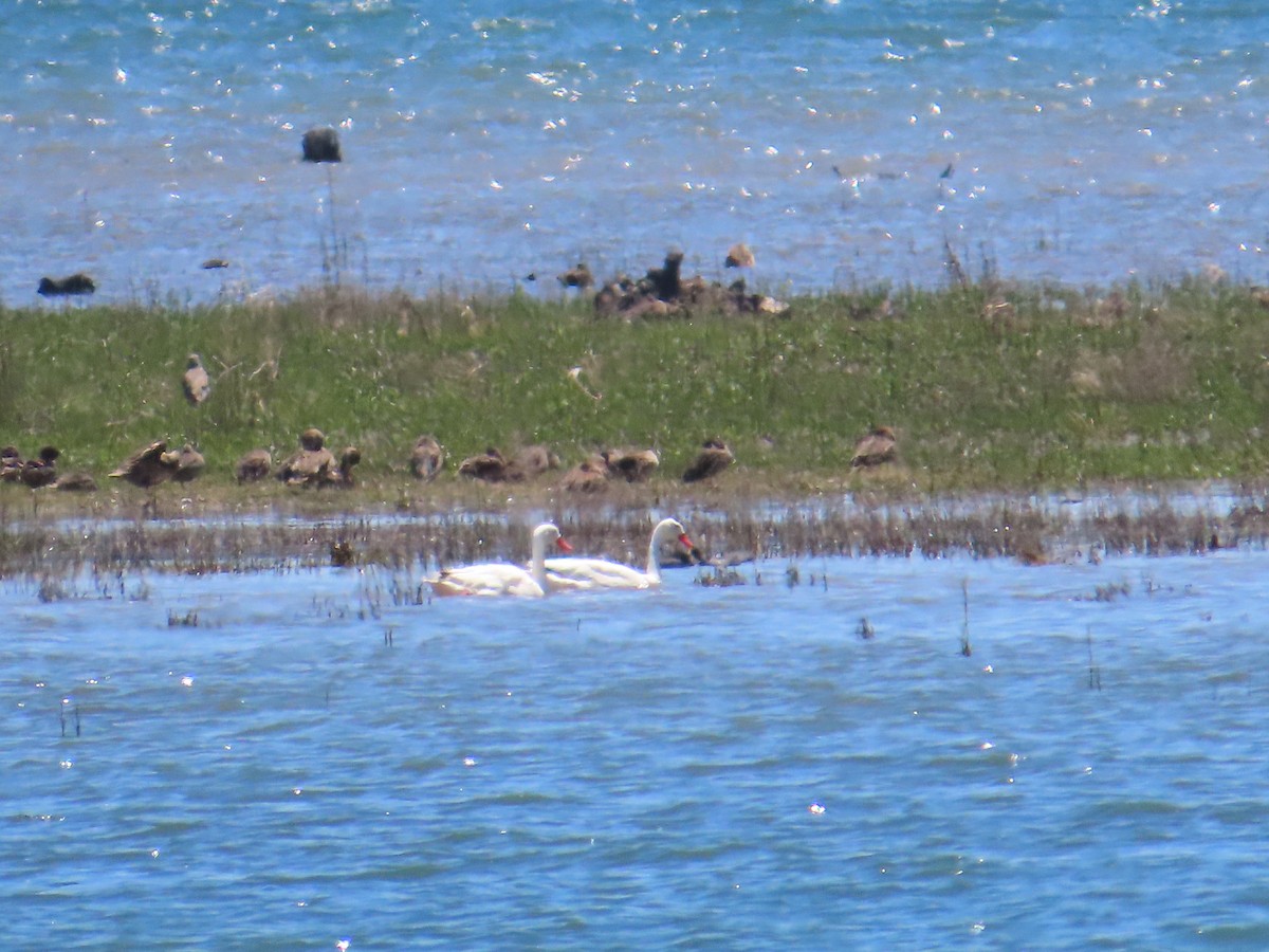 Cisne Coscoroba - ML646647726