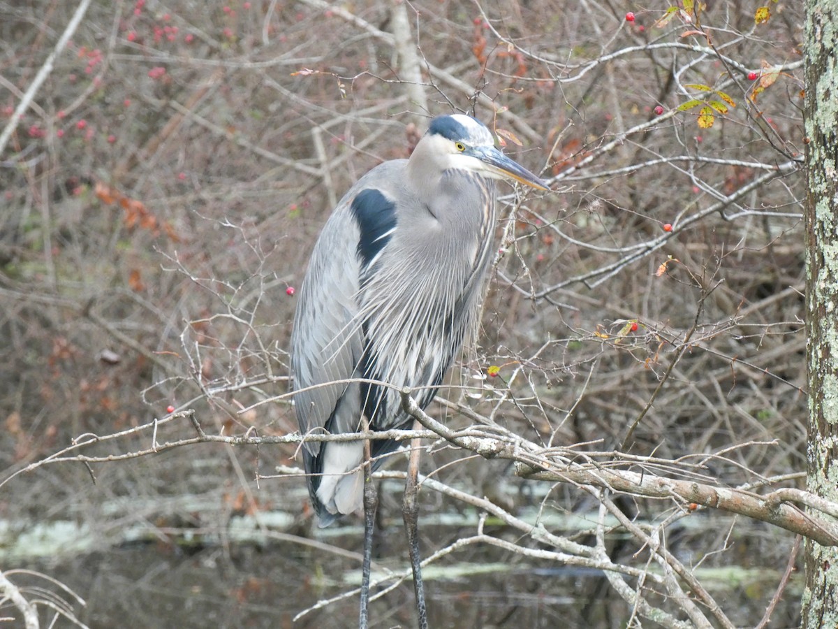 Great Blue Heron - ML646647727