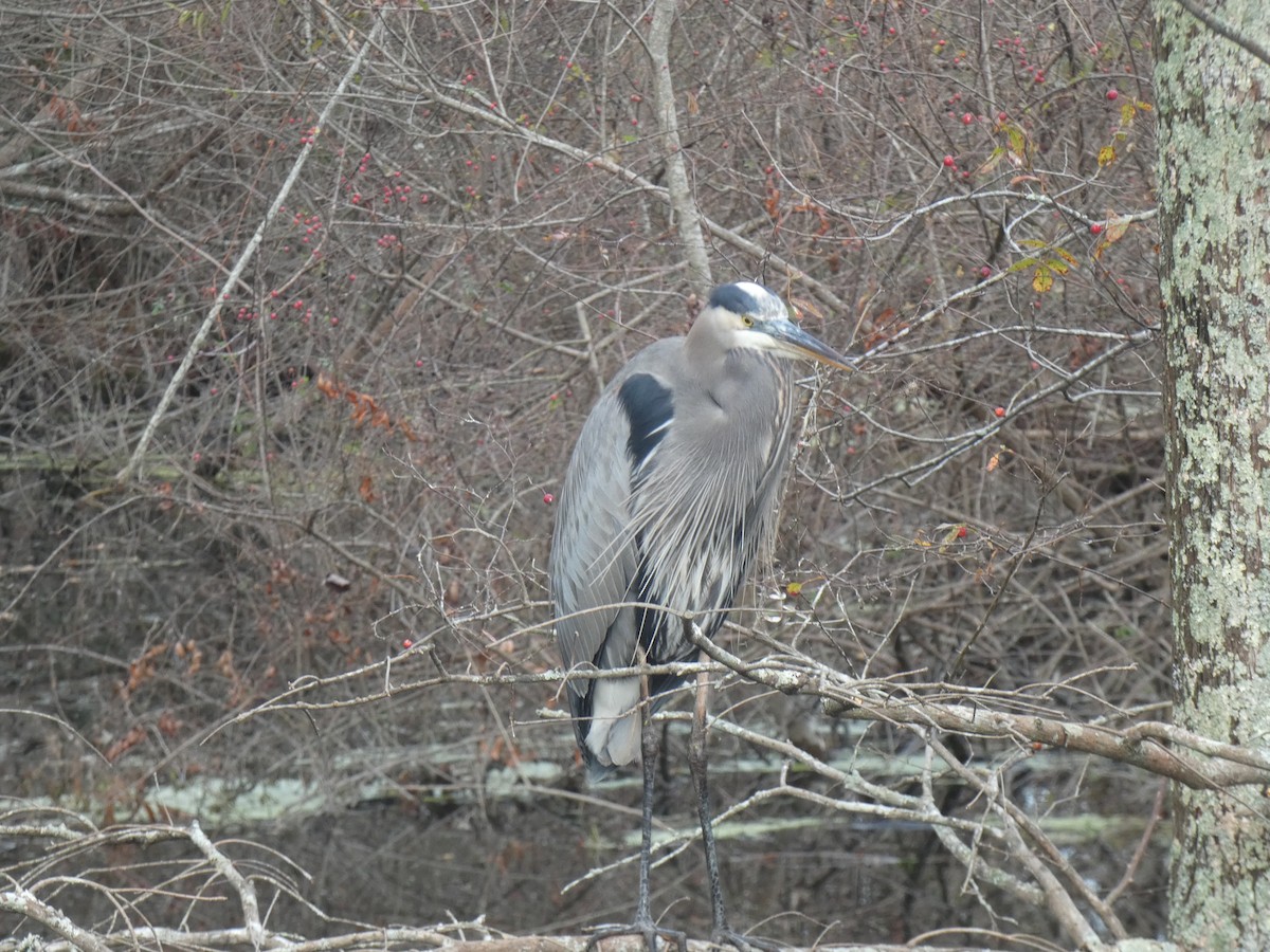 Great Blue Heron - ML646647728