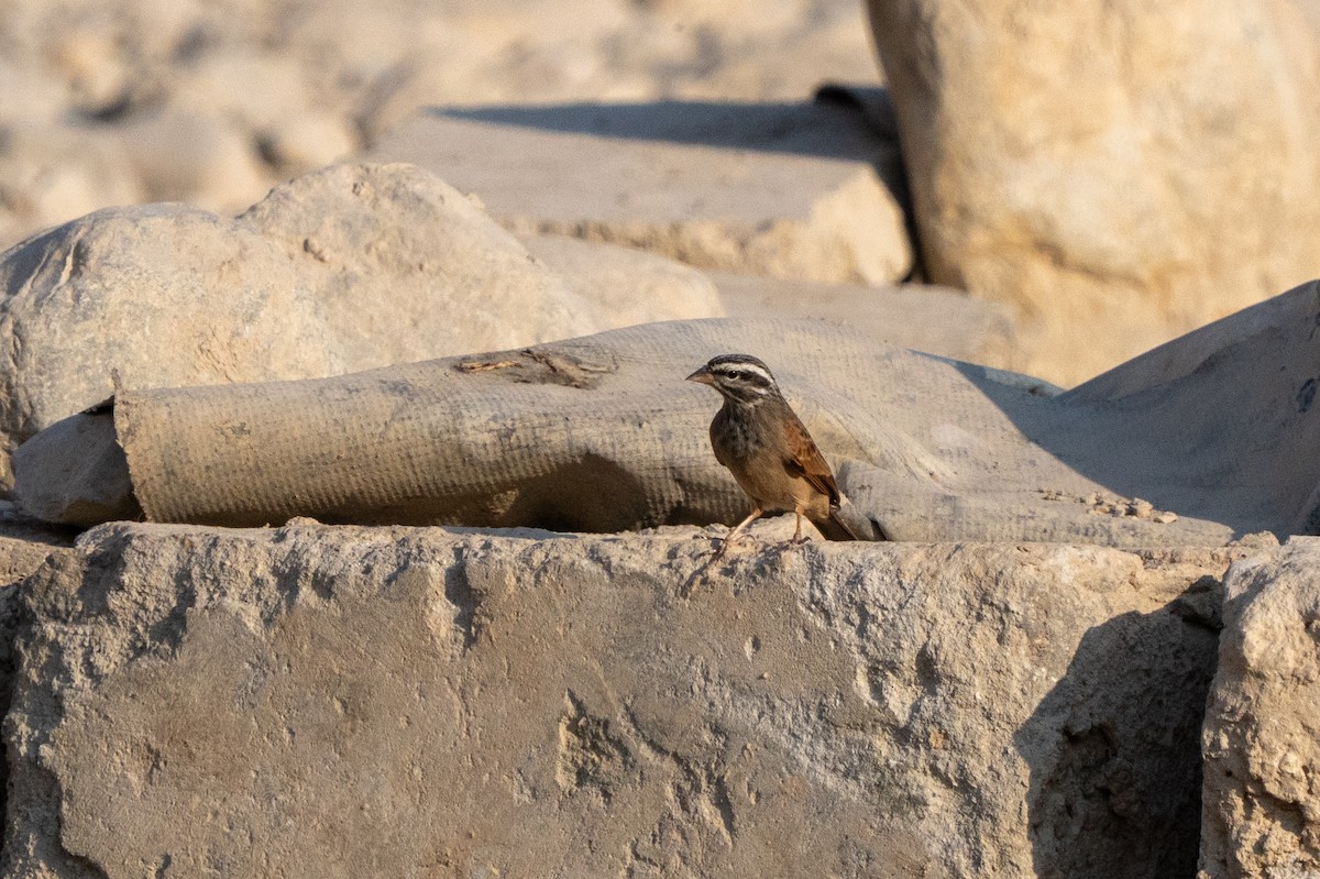 Вівсянка строкатоголова - ML646647729