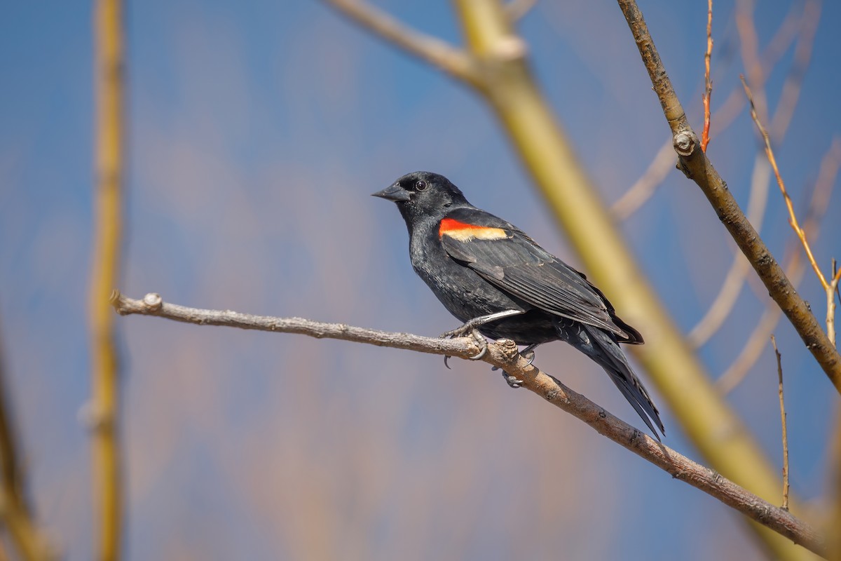 Red-winged Blackbird - ML646647730