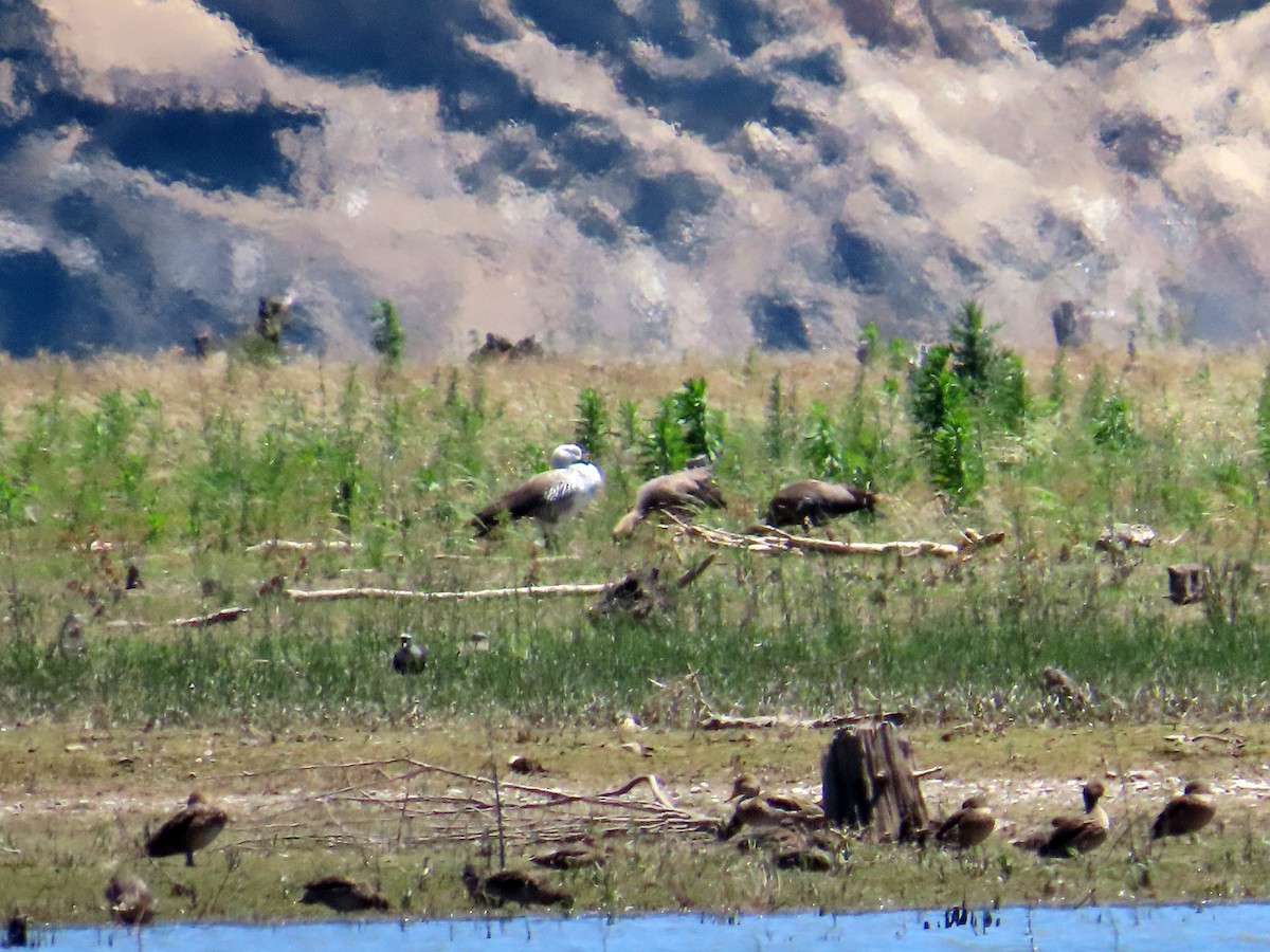 Cauquén Común - ML646647734