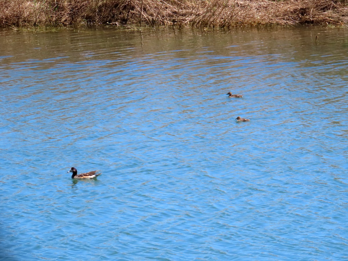 Silbón Overo - ML646647739