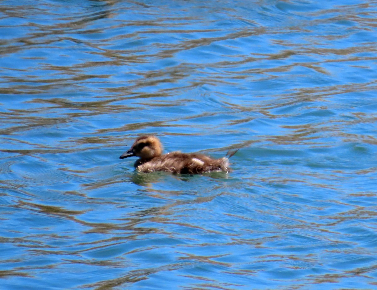 Silbón Overo - ML646647740