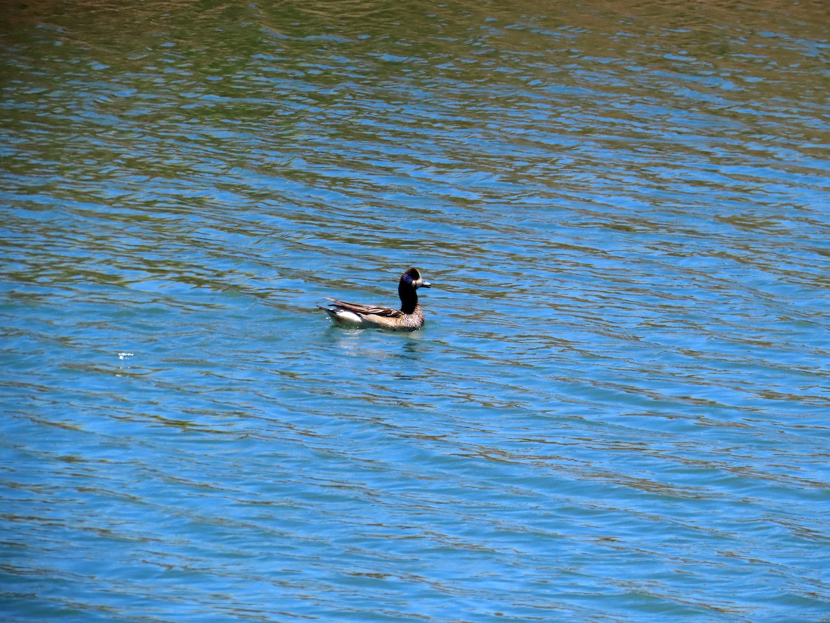 Silbón Overo - ML646647741