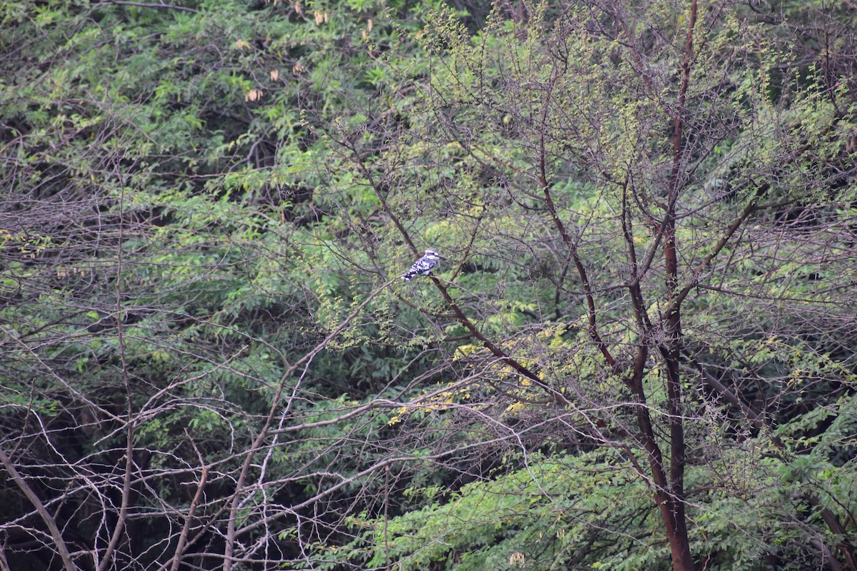 Martin-pêcheur pie - ML646647744