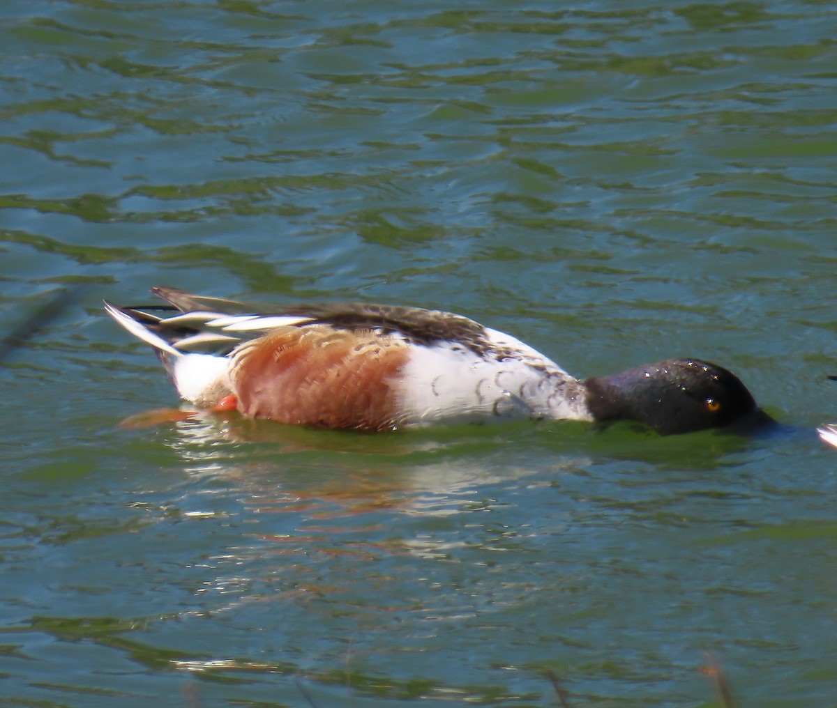 Kaşıkgaga - ML646647745