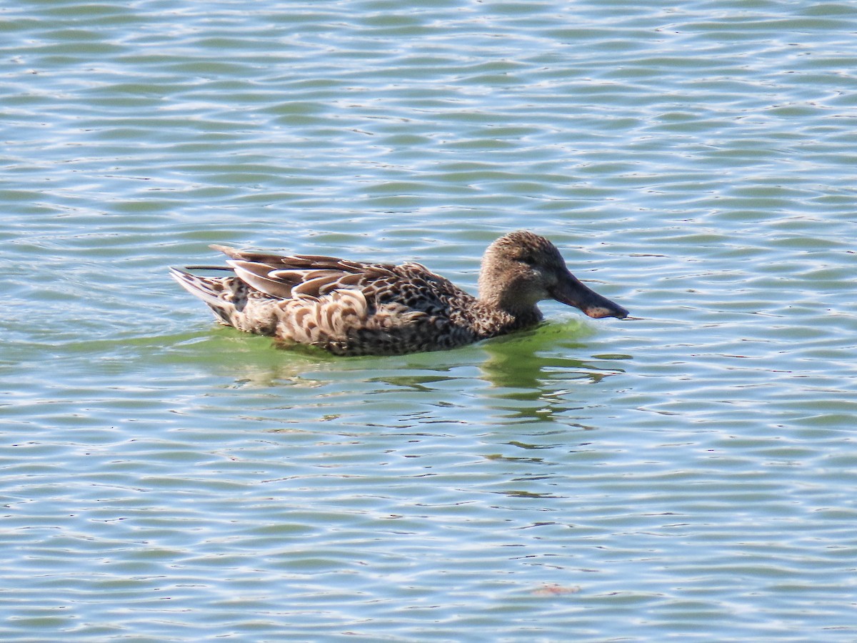 Kaşıkgaga - ML646647746