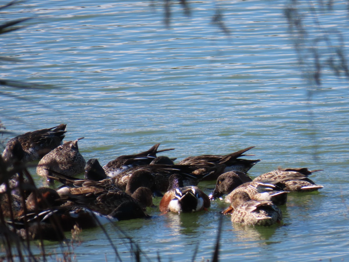 Kaşıkgaga - ML646647748