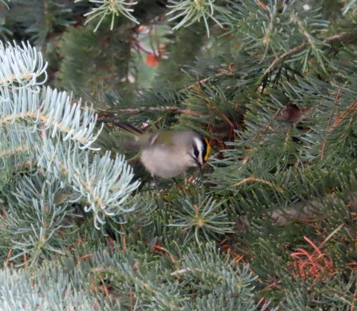 králíček zlatohlavý - ML646647749